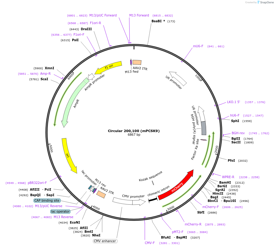 170122-plasmid-map-sequence-id-337255