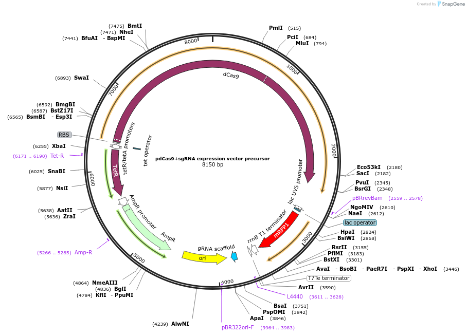 171798-plasmid-map-sequence-id-337258