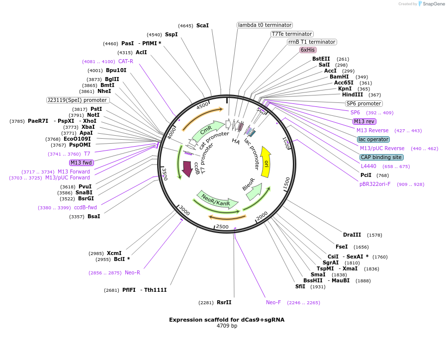 171799-plasmid-map-sequence-id-337259