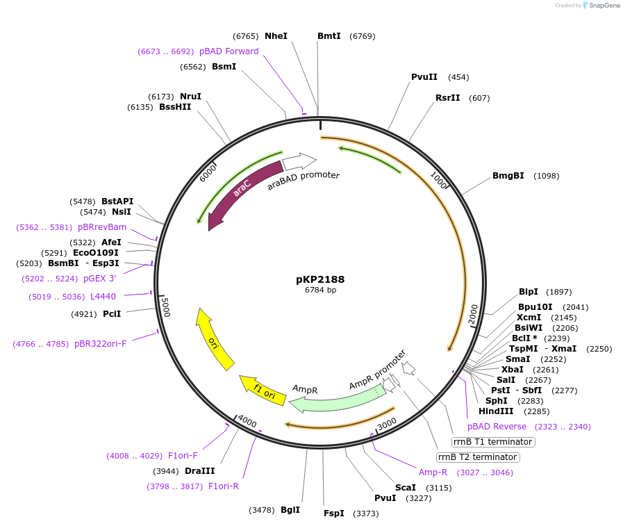 167642-plasmid-map-sequence-id-337262
