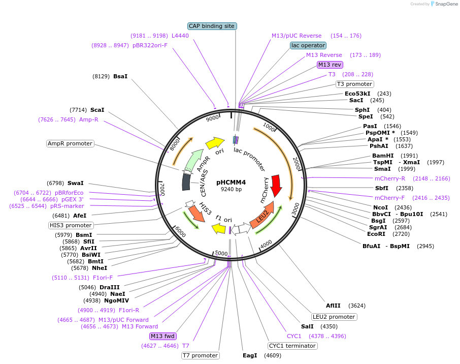 170359-plasmid-map-sequence-id-337281