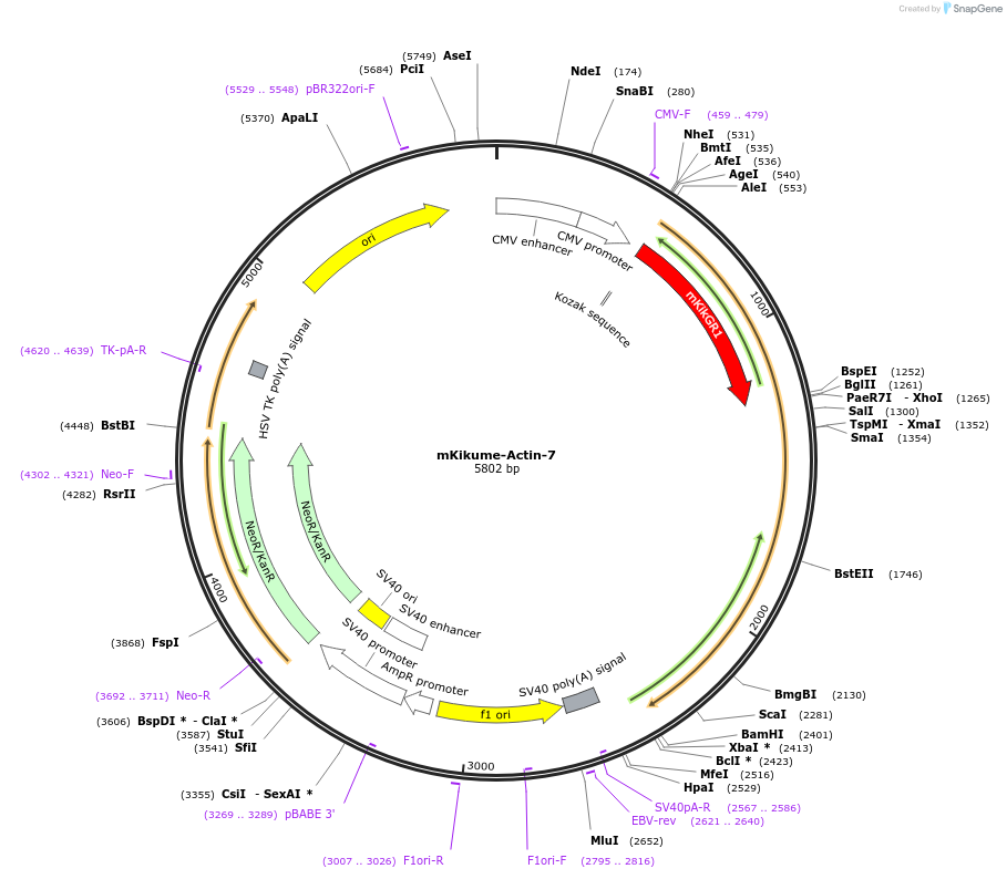 57322-plasmid-map-sequence-id-337283
