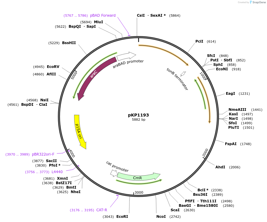 167614-plasmid-map-sequence-id-337286