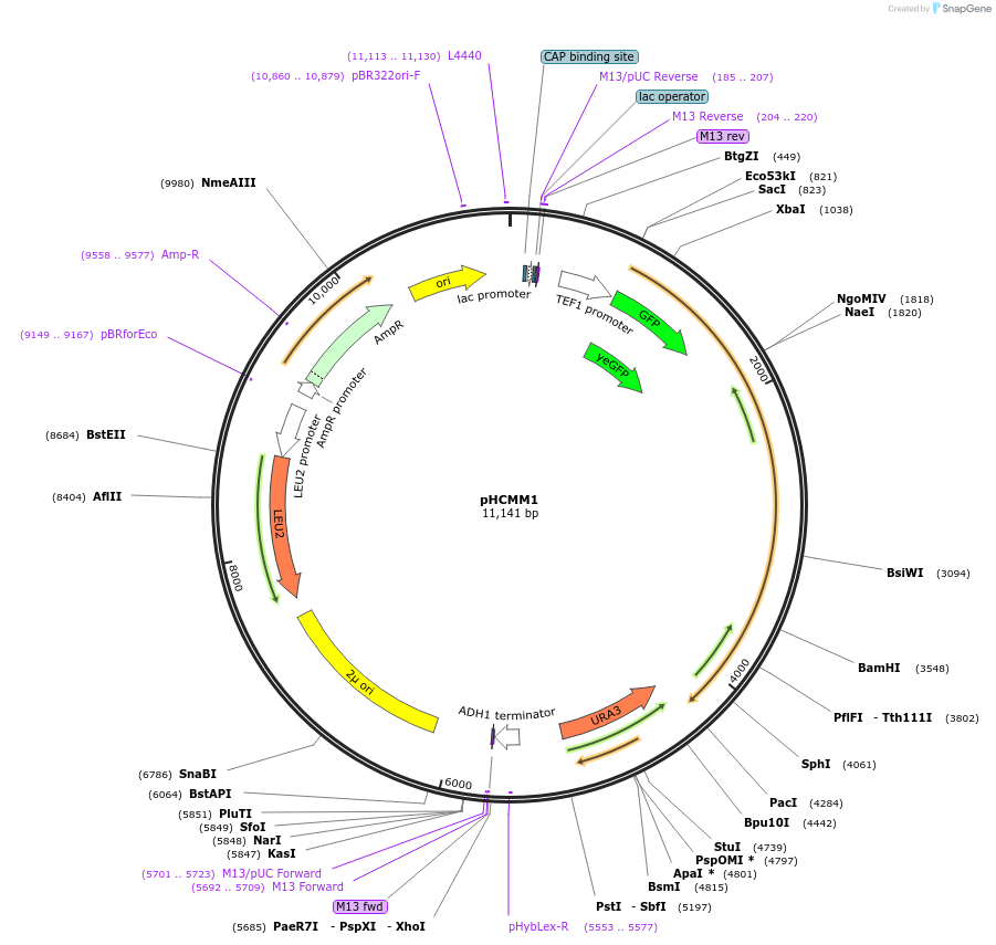 167452-plasmid-map-sequence-id-337302