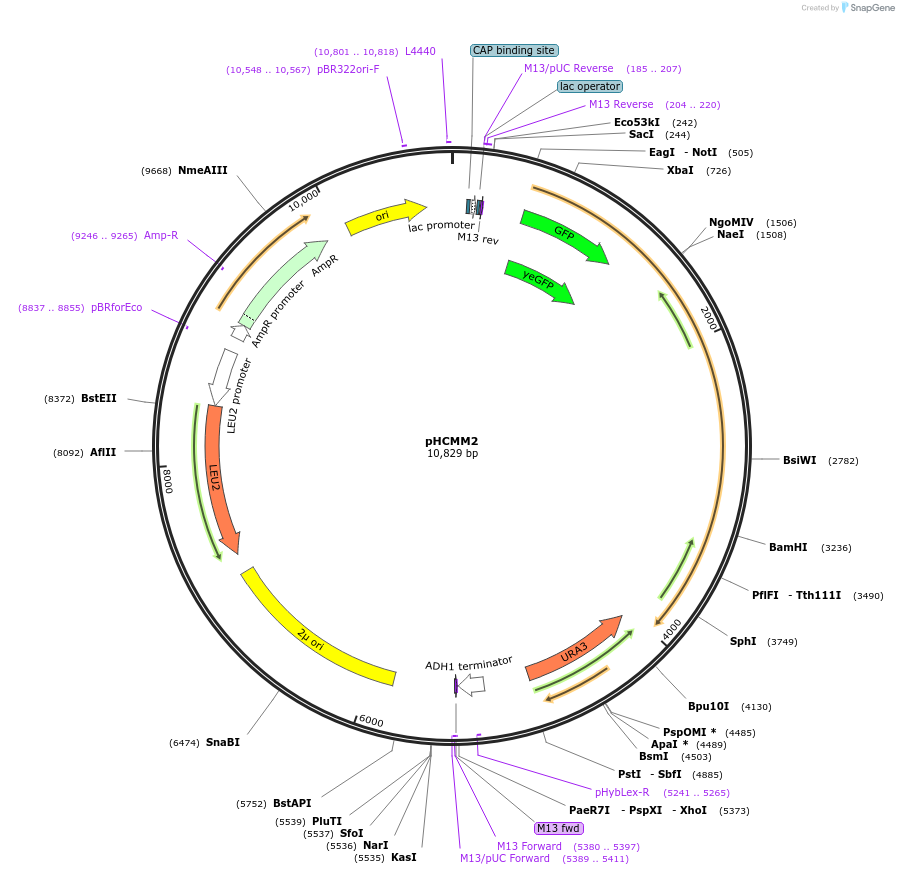 167453-plasmid-map-sequence-id-337306