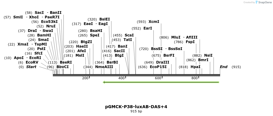 33731_map