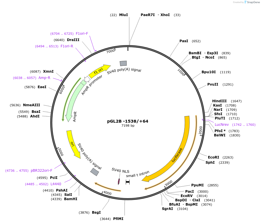 24942-plasmid-map-sequence-id-337331