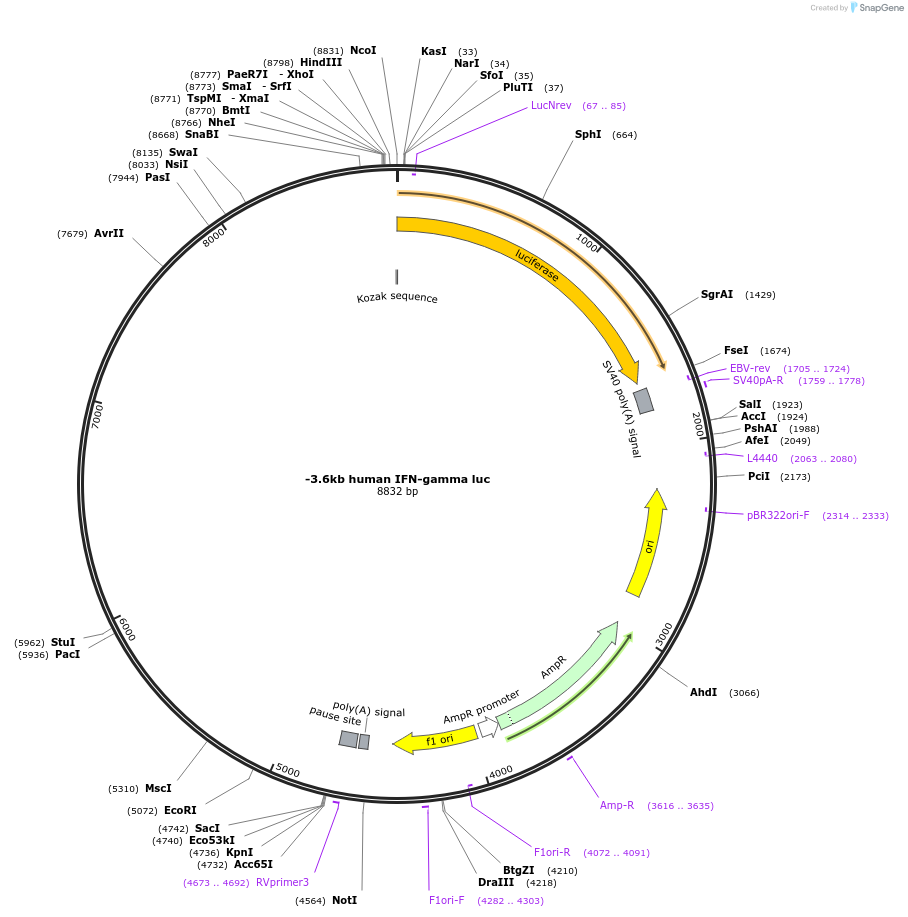 17599-plasmid-map-sequence-id-337333