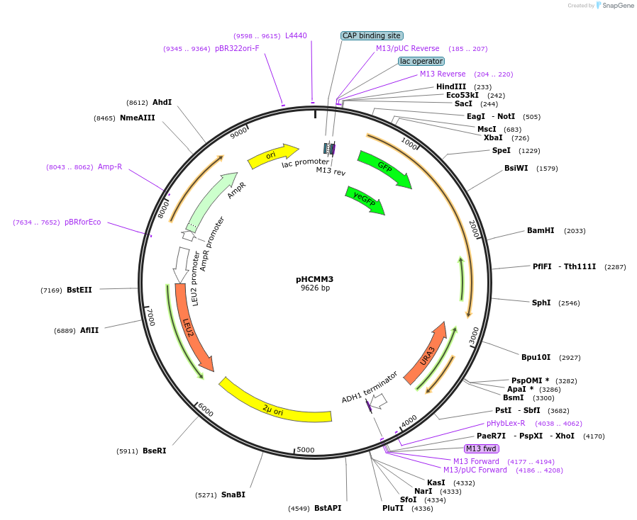 167454-plasmid-map-sequence-id-337334