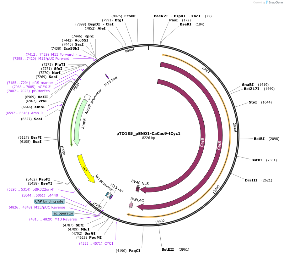 171103-plasmid-map-sequence-id-337336