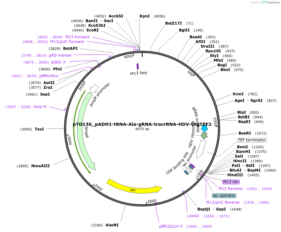 171104-plasmid-map-sequence-id-337337