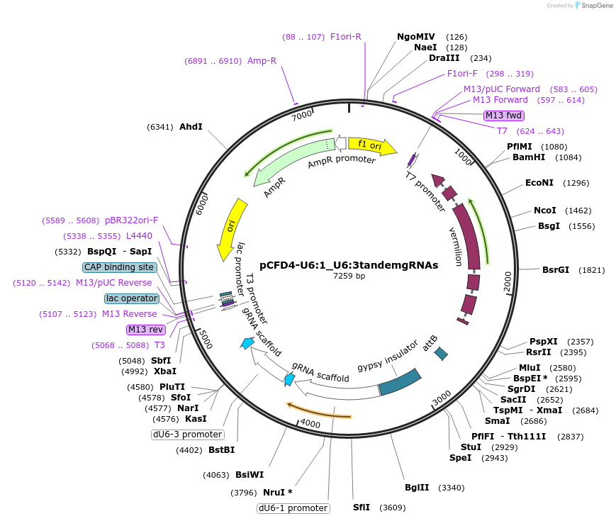 49411-plasmid-map-sequence-id-337340