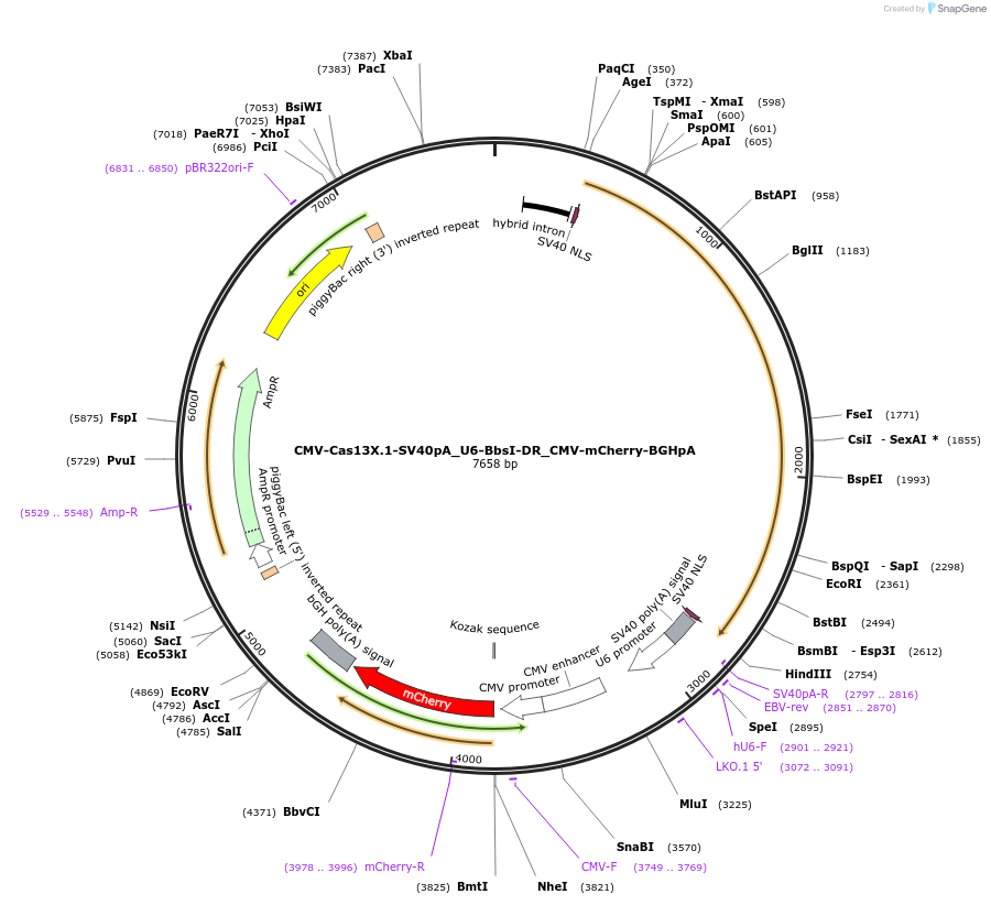 171379-plasmid-map-sequence-id-337344