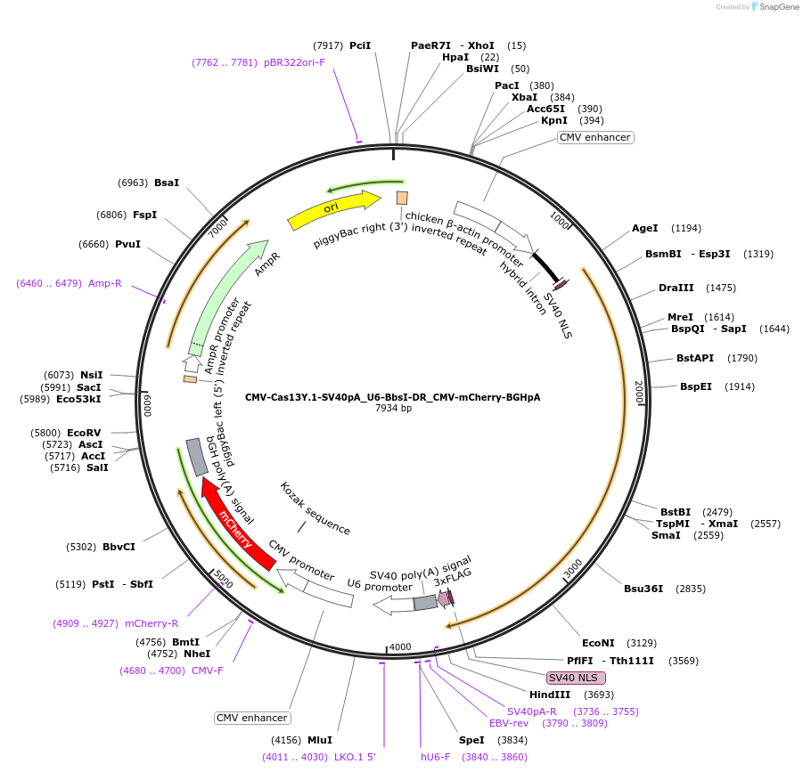 171381-plasmid-map-sequence-id-337347