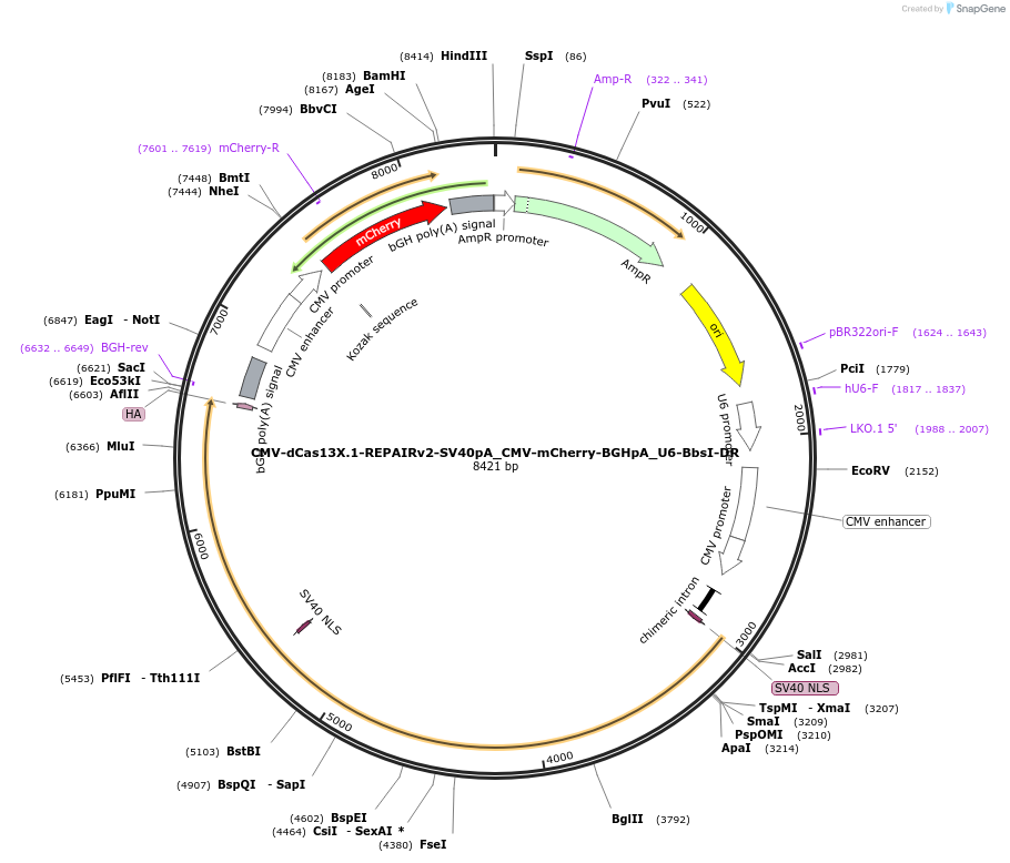 171382-plasmid-map-sequence-id-337349