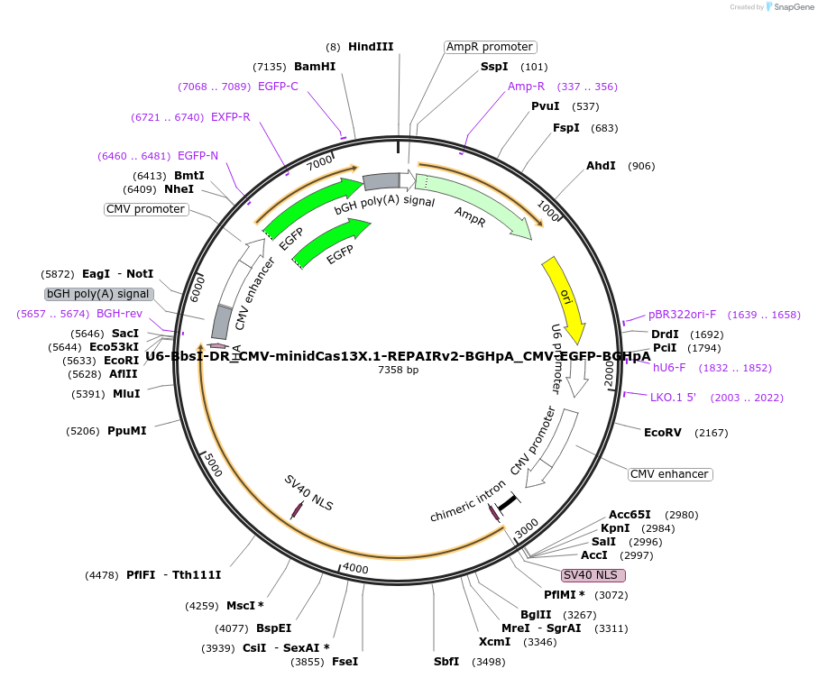 171383-plasmid-map-sequence-id-337350