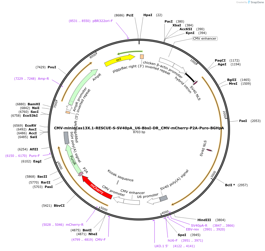 171385-plasmid-map-sequence-id-337353