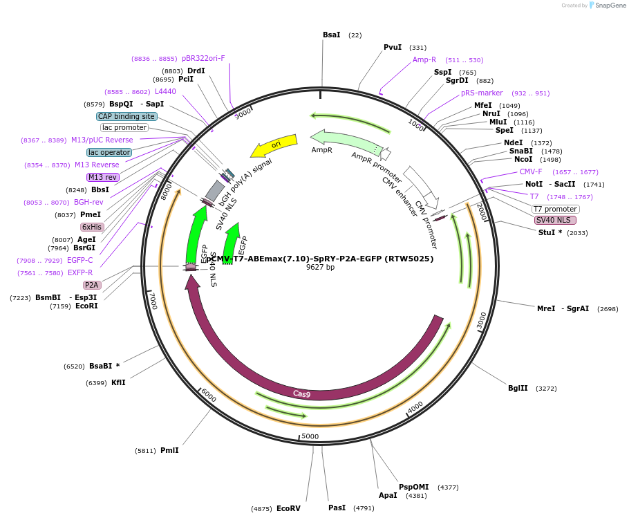 140003-plasmid-map-sequence-id-337354