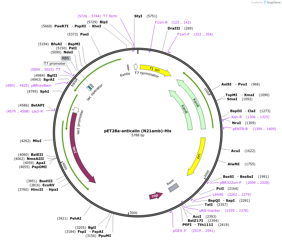 168041-plasmid-map-sequence-id-337384