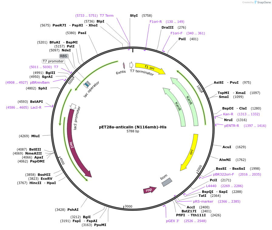 168045-plasmid-map-sequence-id-337386