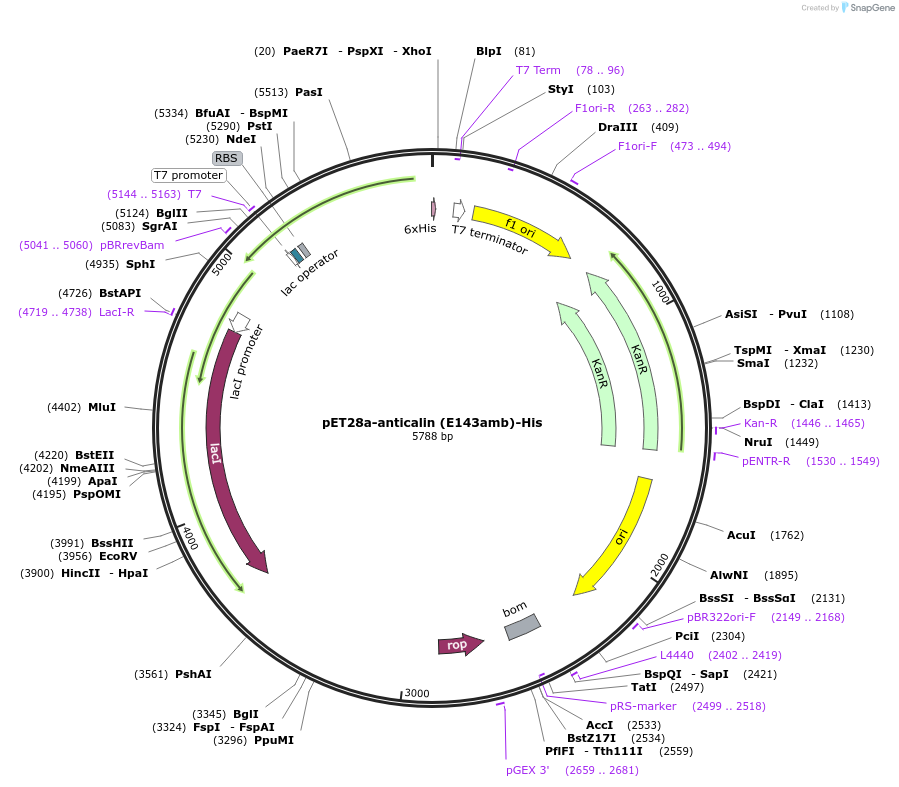 168046-plasmid-map-sequence-id-337388