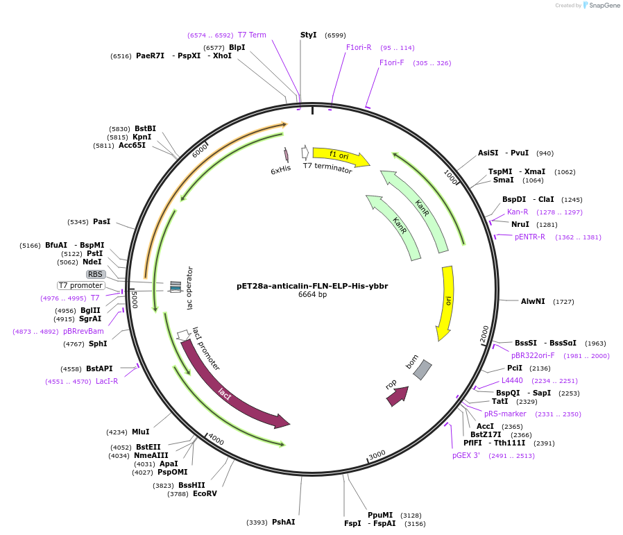 168039-plasmid-map-sequence-id-337391
