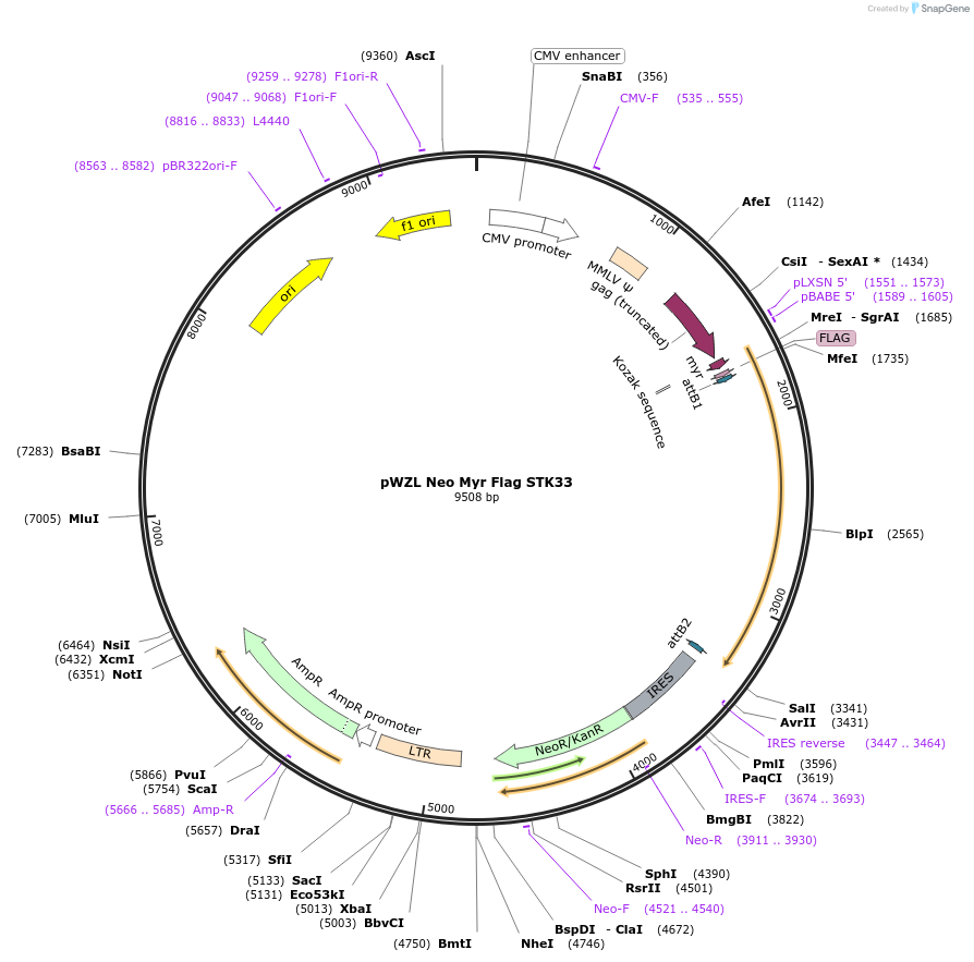 20641-plasmid-map-sequence-id-337392