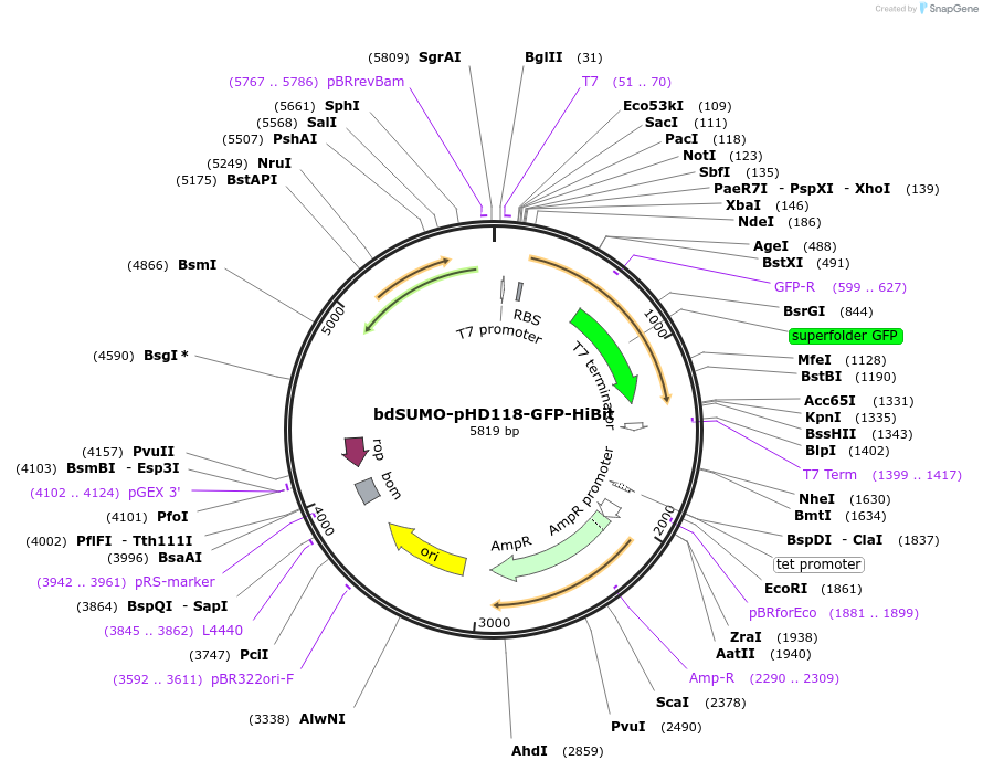 171015-plasmid-map-sequence-id-337470
