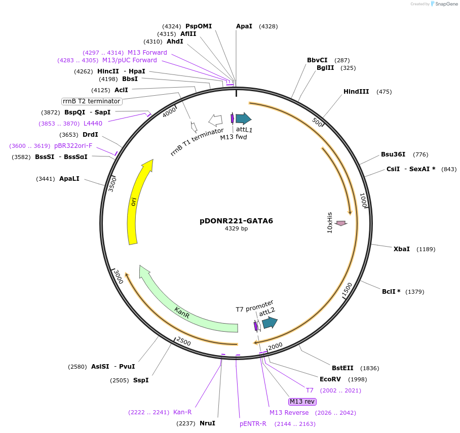 101418-plasmid-map-sequence-id-337478