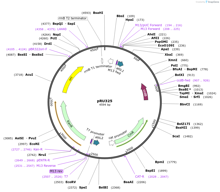 167676-plasmid-map-sequence-id-337488