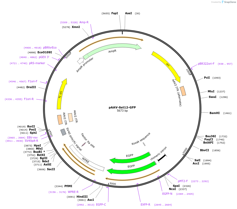 172311-plasmid-map-sequence-id-337494