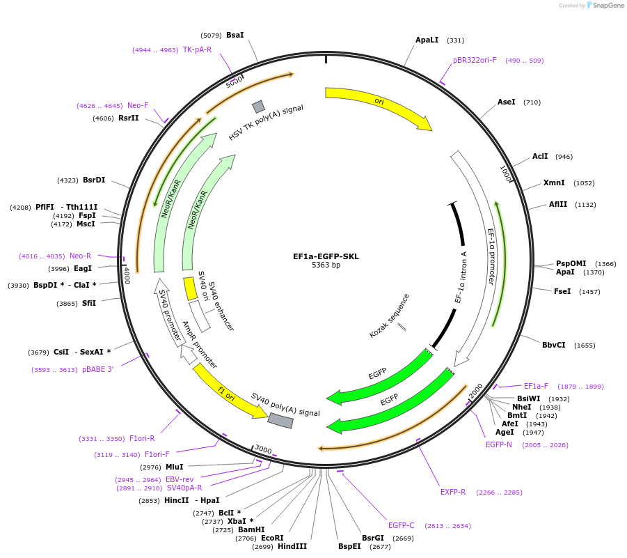 170166-plasmid-map-sequence-id-337495