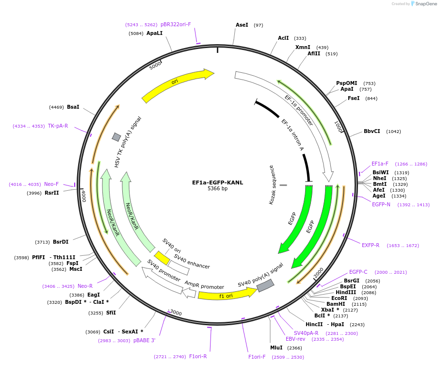 170164-plasmid-map-sequence-id-337496