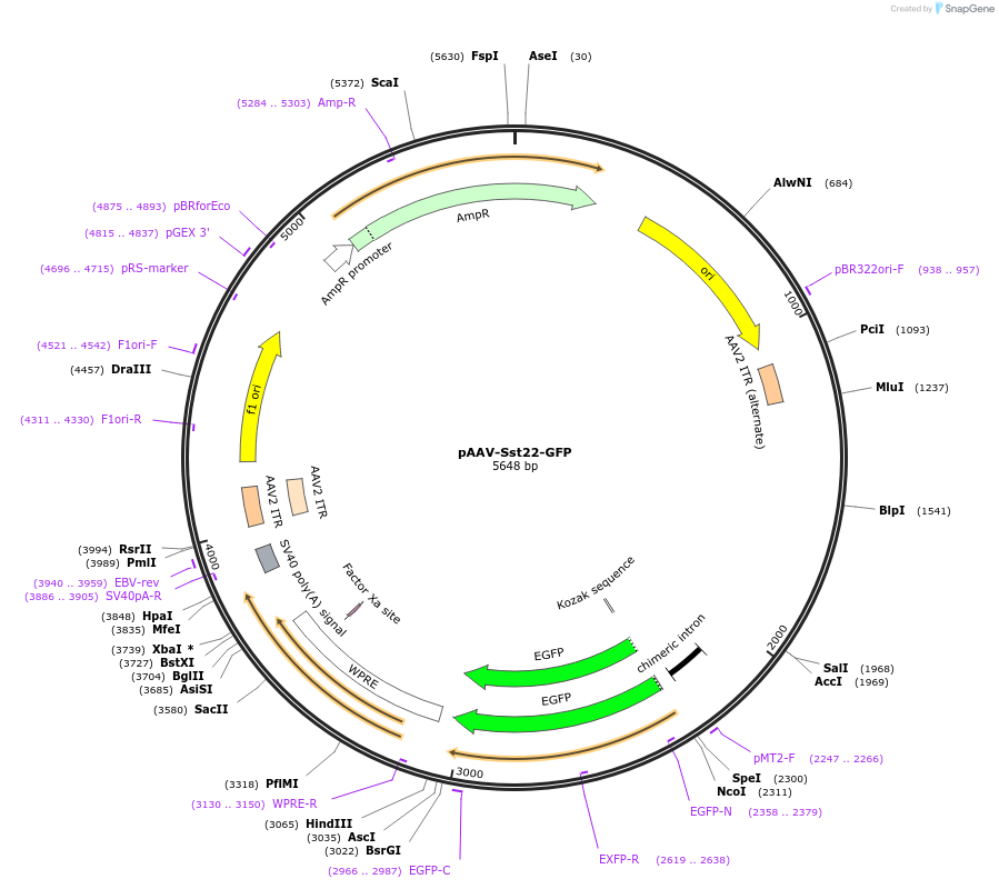172312-plasmid-map-sequence-id-337500