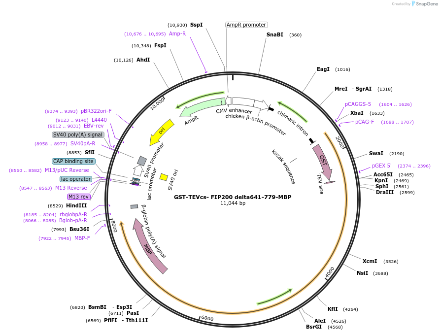 171411-plasmid-map-sequence-id-337505