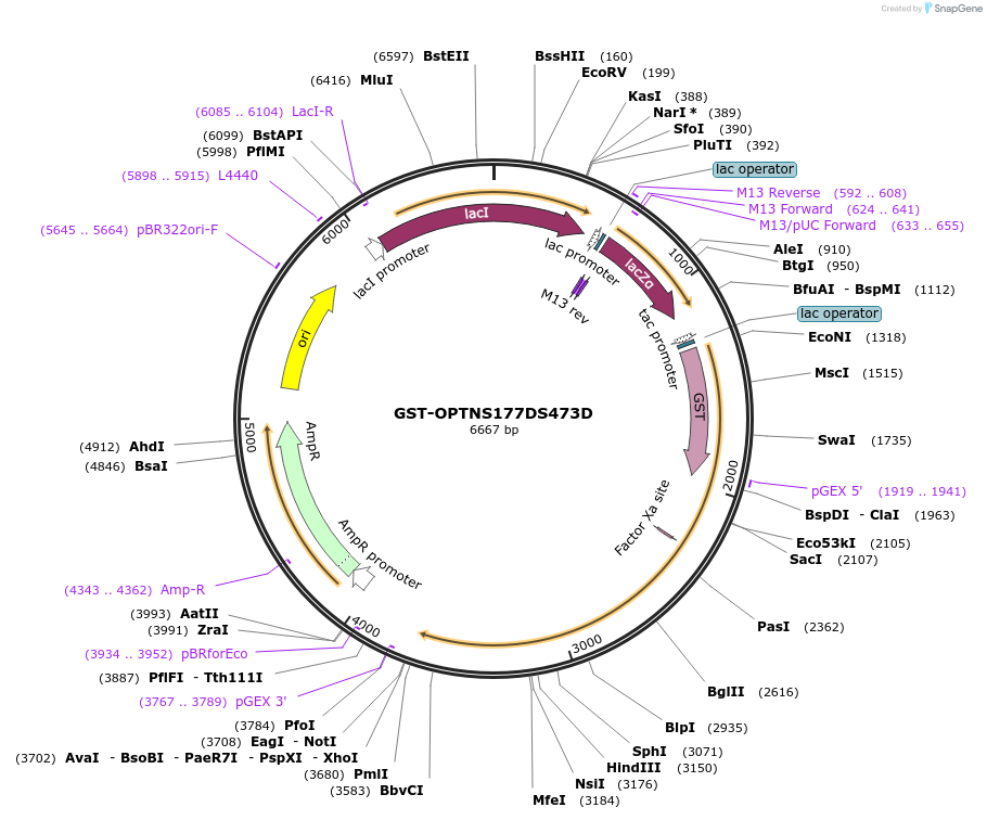 171425-plasmid-map-sequence-id-337506