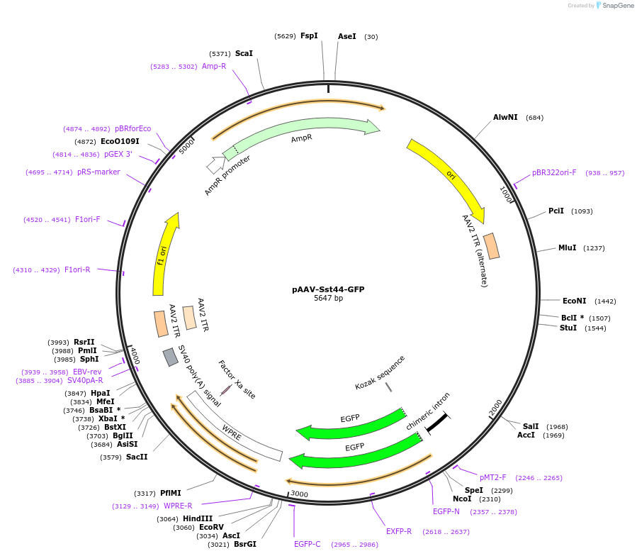 172310-plasmid-map-sequence-id-337508