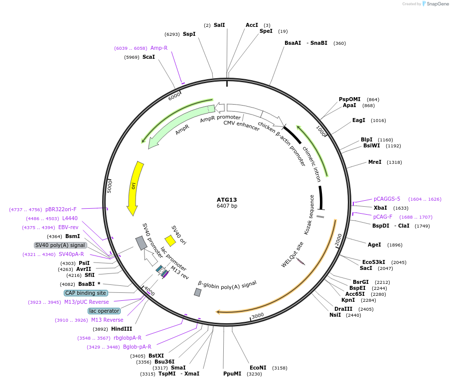 171412-plasmid-map-sequence-id-337509