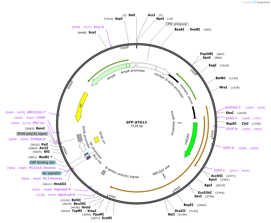 171413-plasmid-map-sequence-id-337513