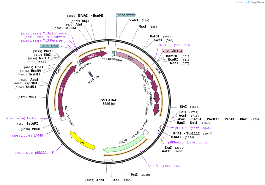 171421-plasmid-map-sequence-id-337515