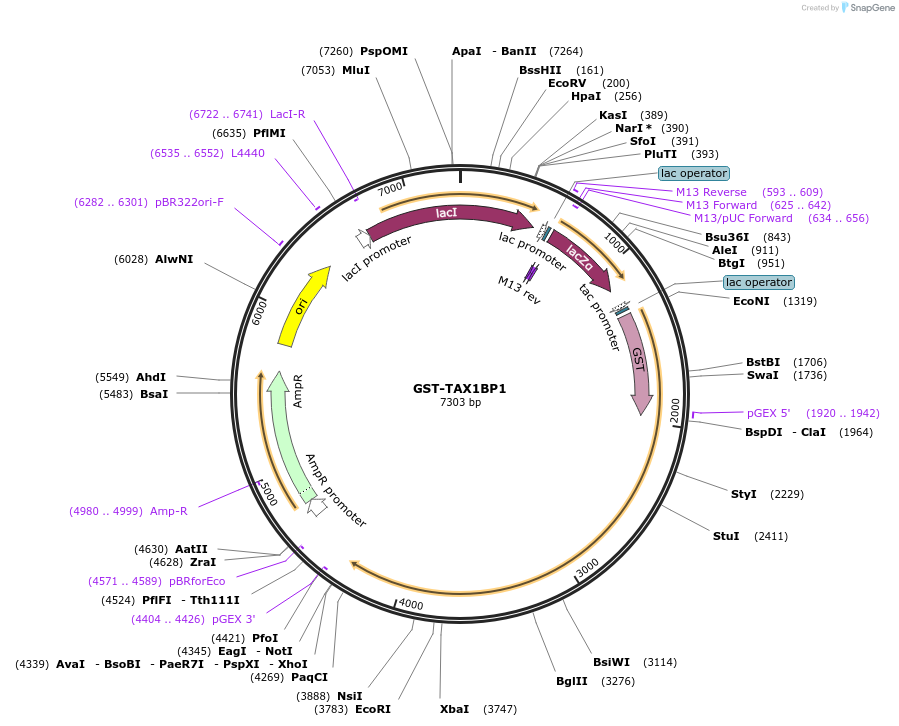 171423-plasmid-map-sequence-id-337517