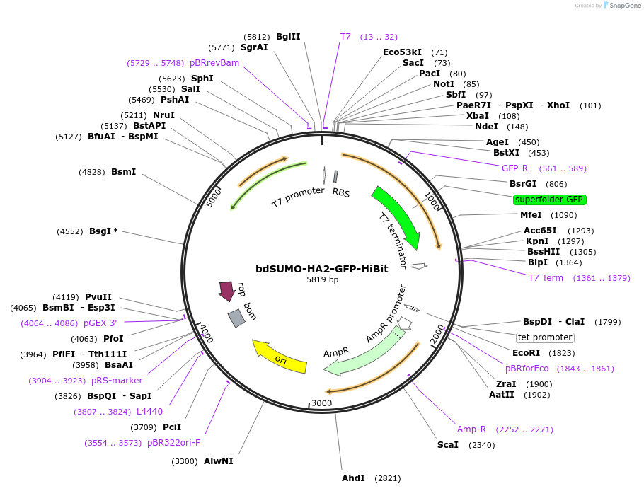 171017-plasmid-map-sequence-id-337518