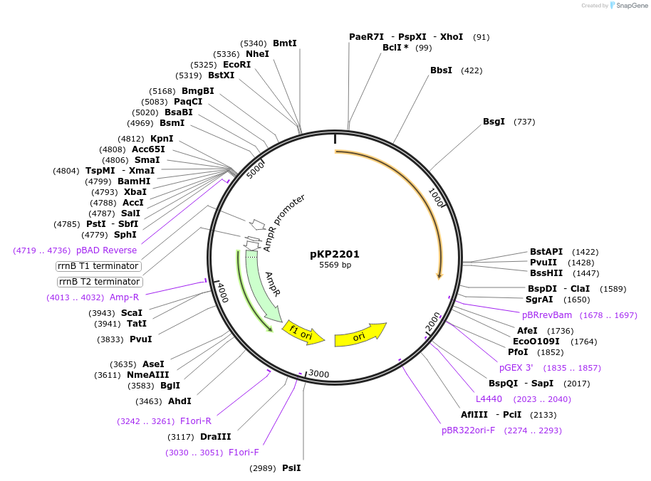 167611-plasmid-map-sequence-id-337527