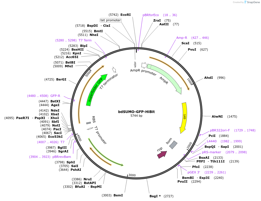 170989-plasmid-map-sequence-id-337532