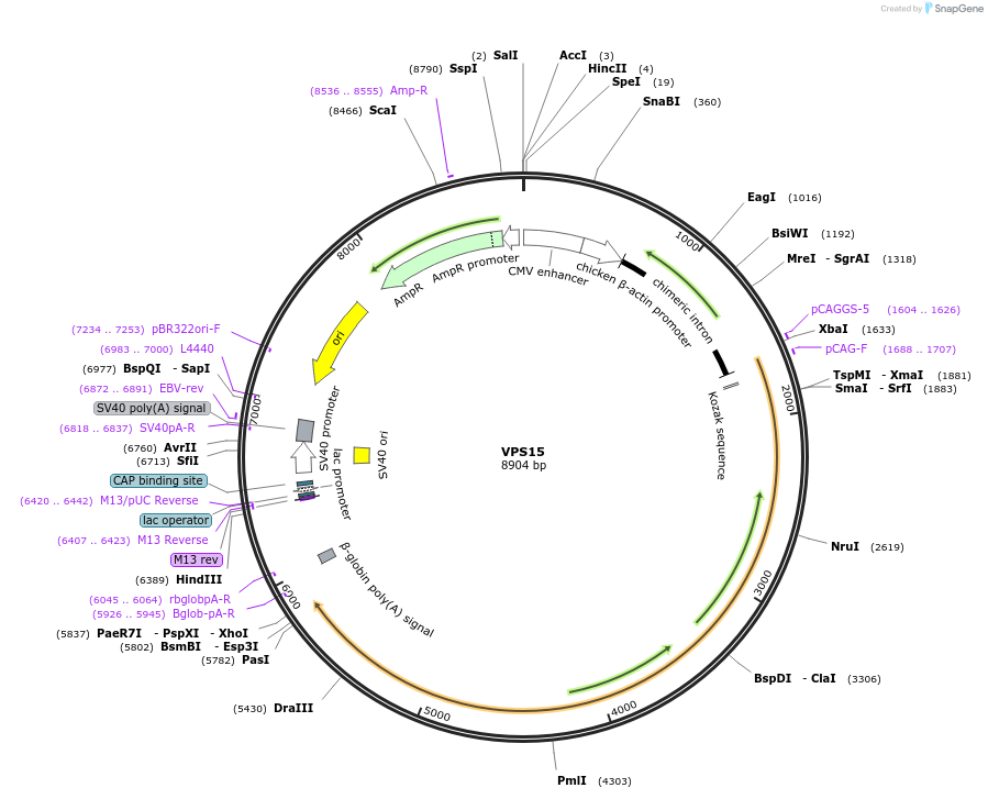 171418-plasmid-map-sequence-id-337534