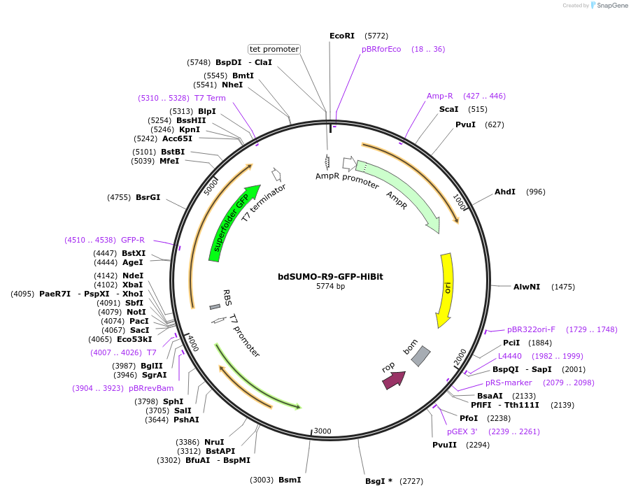 170990-plasmid-map-sequence-id-337535