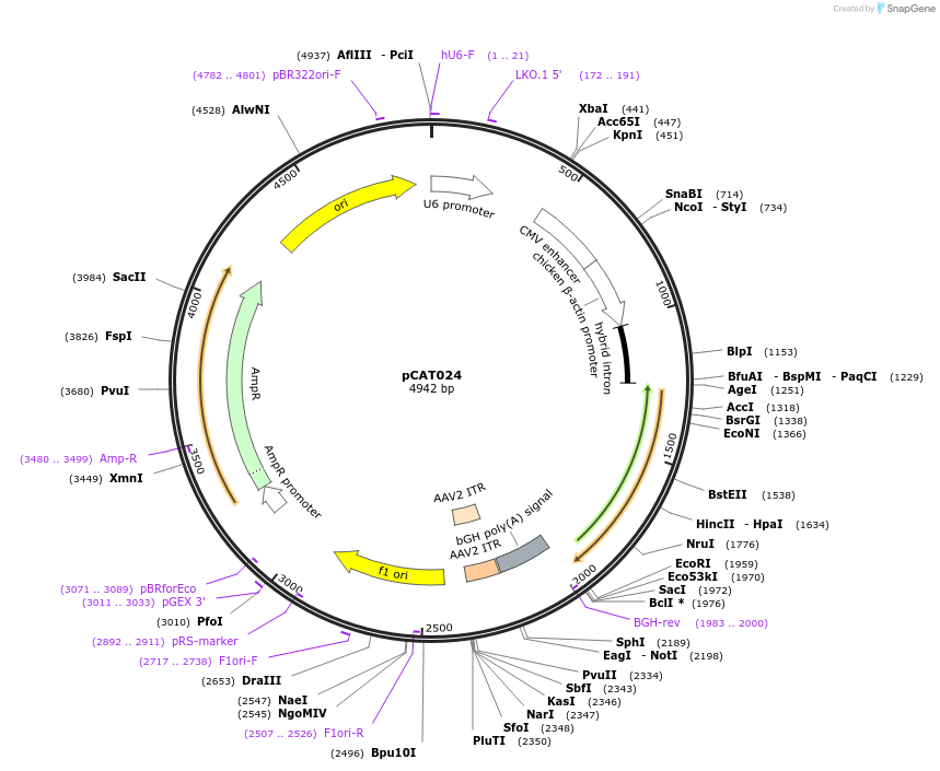 171636-plasmid-map-sequence-id-337539