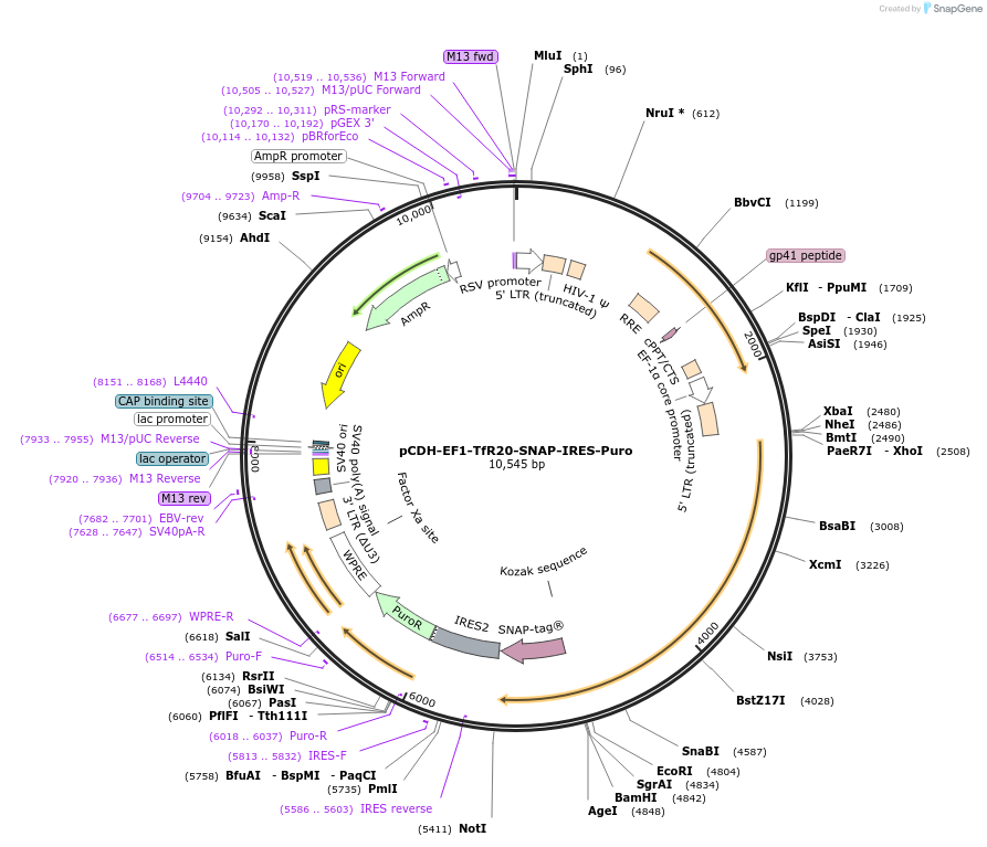 171018-plasmid-map-sequence-id-337544