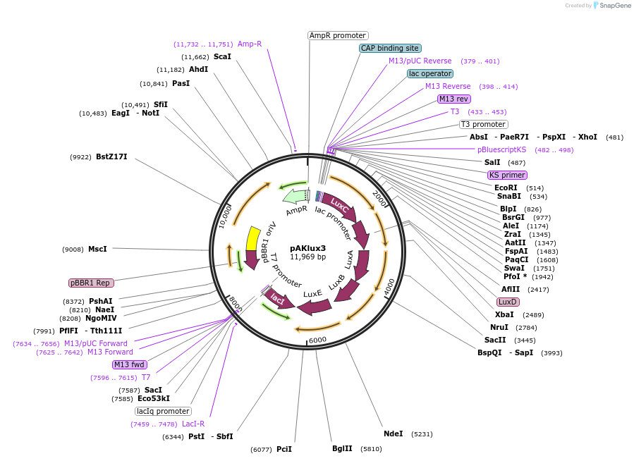 14082-plasmid-map-sequence-id-337557