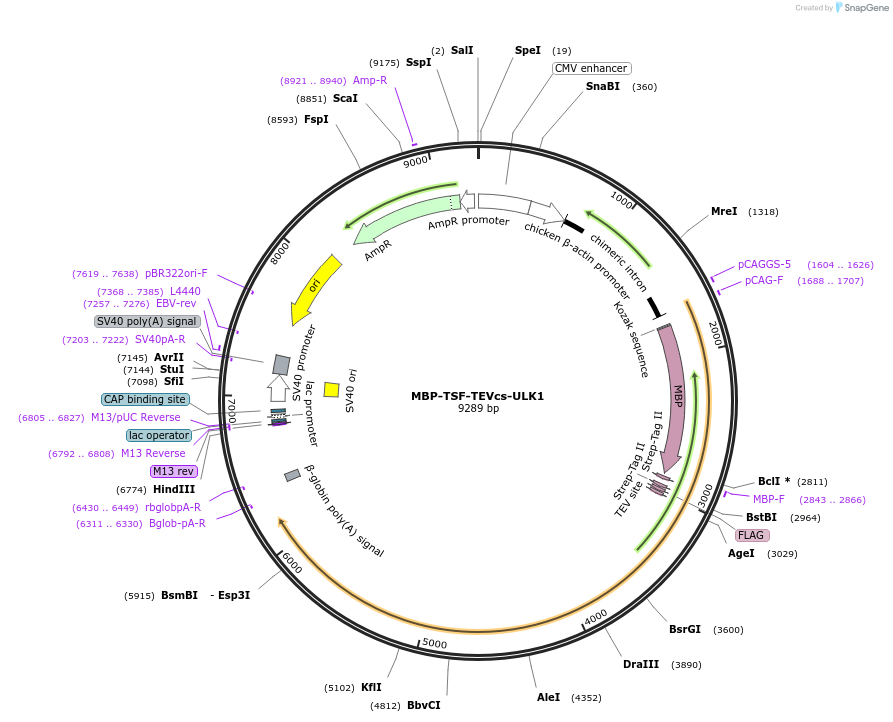 171416-plasmid-map-sequence-id-337563